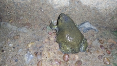 Uperodon globulosus