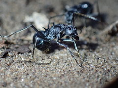 Polyrhachis gagates
