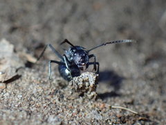 Polyrhachis gagates