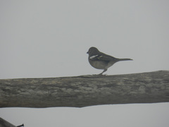 Fringilla coelebs canariensis