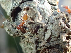 Crematogaster castanea arborea