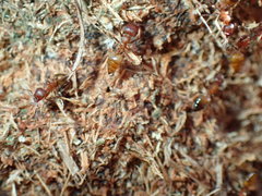 Crematogaster castanea arborea