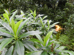 Digitalis canariensis