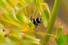 Chlorophorus trifasciatus
