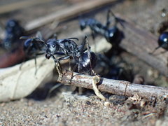 Polyrhachis gagates