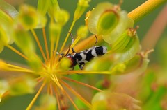 Chlorophorus trifasciatus