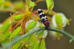 Chlorophorus trifasciatus