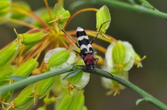 Chlorophorus trifasciatus