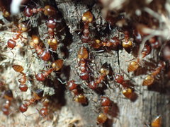 Crematogaster castanea arborea
