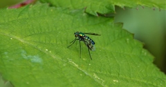 Condylostylus occidentalis