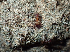 Crematogaster castanea arborea