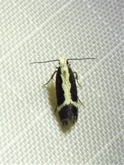 Aroga camptogramma