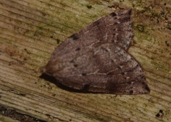 Thallophaga hyperborea