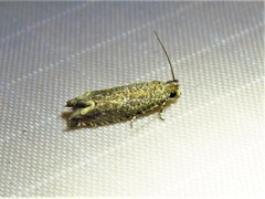 Pelochrista comatulana