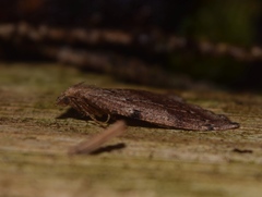 Thallophaga hyperborea