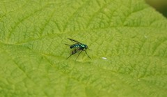 Condylostylus occidentalis