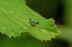 Condylostylus occidentalis