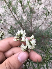 Astragalus australis