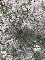Astragalus australis