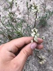 Astragalus australis
