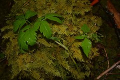 Osmorhiza purpurea