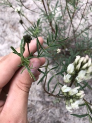 Astragalus australis