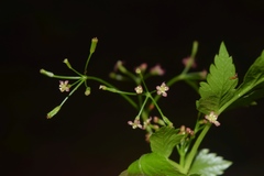 Osmorhiza purpurea