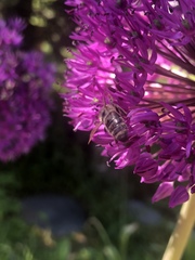 Apis mellifera