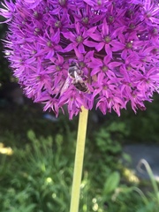 Apis mellifera