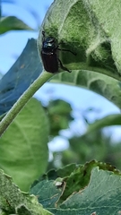 Phyllopertha horticola