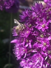 Apis mellifera