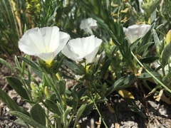 Convolvulus lineatus