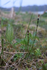 Equisetum variegatum variegatum