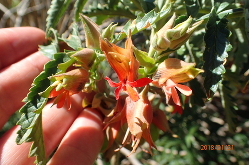 Melianthus villosus (Melianthus villosus)