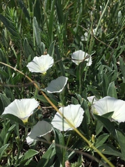 Convolvulus lineatus