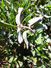 Podosphaera ferruginea