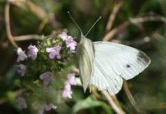 Pieris ergane