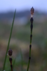 Equisetum variegatum variegatum