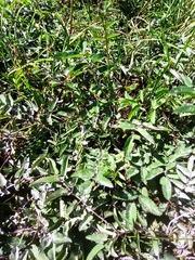 Podosphaera ferruginea