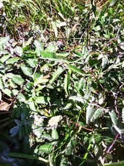 Podosphaera ferruginea