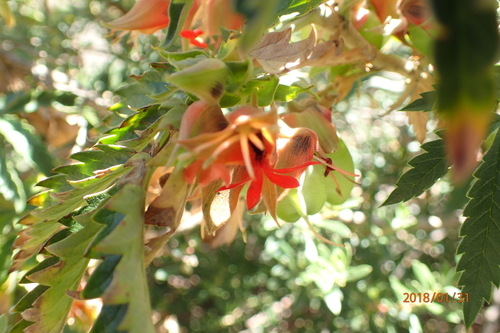 Image of Drakensberg Honeyflower by no rights reserved
