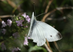 Pieris ergane