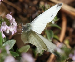 Pieris ergane