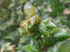 Myzus cerasi