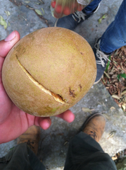 Sapotaceae