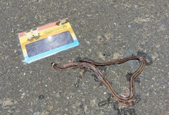 Sinomicrurus sauteri