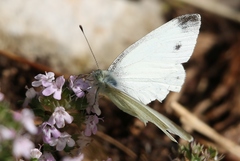 Pieris ergane