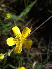 Ranunculus forreri