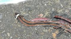 Sinomicrurus sauteri