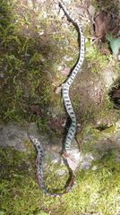 Sinomicrurus sauteri